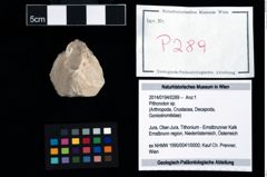 Foto (Objekt + Etikett) von Pithonoton sp.  (NHMW-GEO-2014-0194-0289)